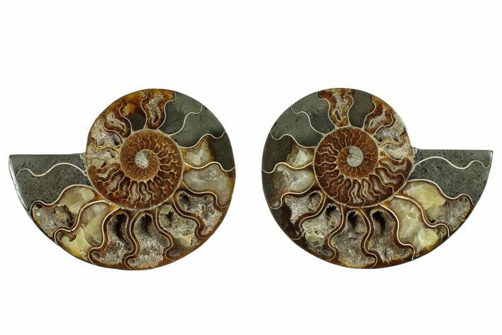 Cut & Polished, Agatized Ammonite Fossil - Madagascar #250380